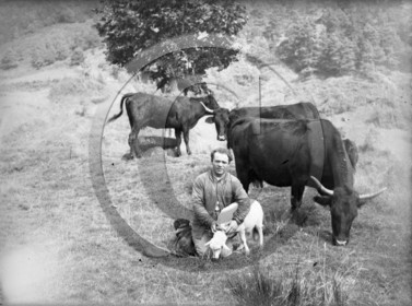 AG 548 vaches au paturage.jpg