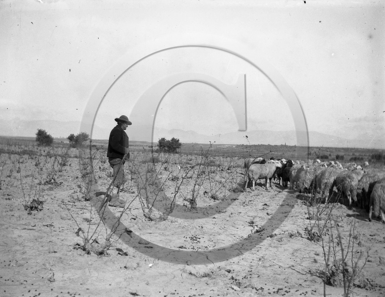 AG 582 berger et ses moutons .jpg