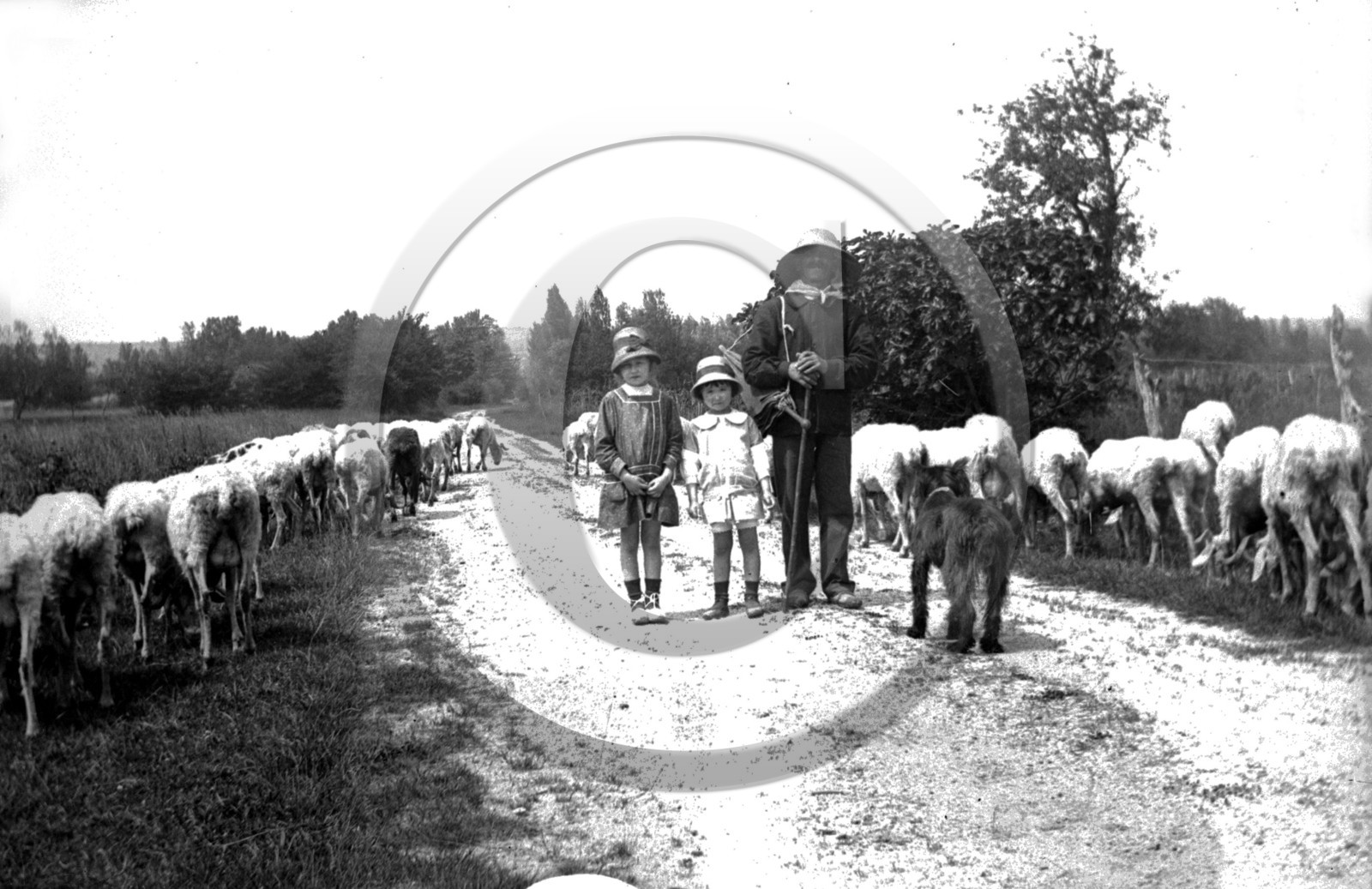 AG 649 berger enfants moutons  .jpg