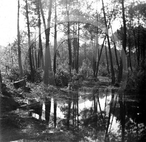arc 4612 Cazaux  sous bois .jpg