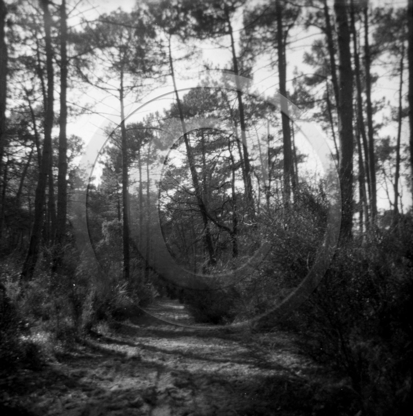 arc 4300 album vert .jpg