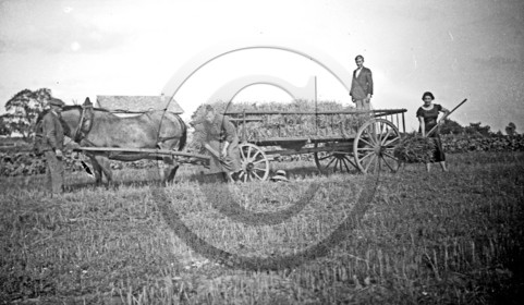 AG 556 ramassage du foin .jpg