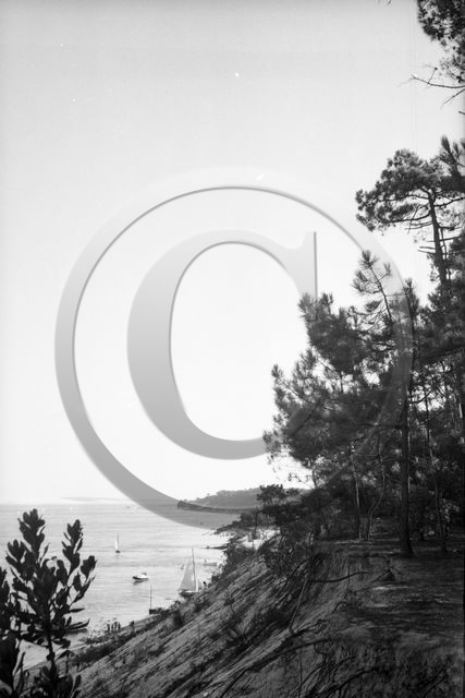 arc 4537 ferret .jpg