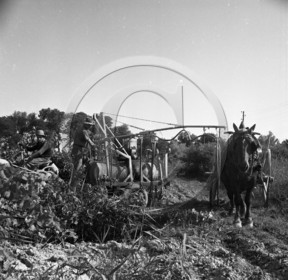AG 545 sulfatage des vignes avec cheval  .jpg