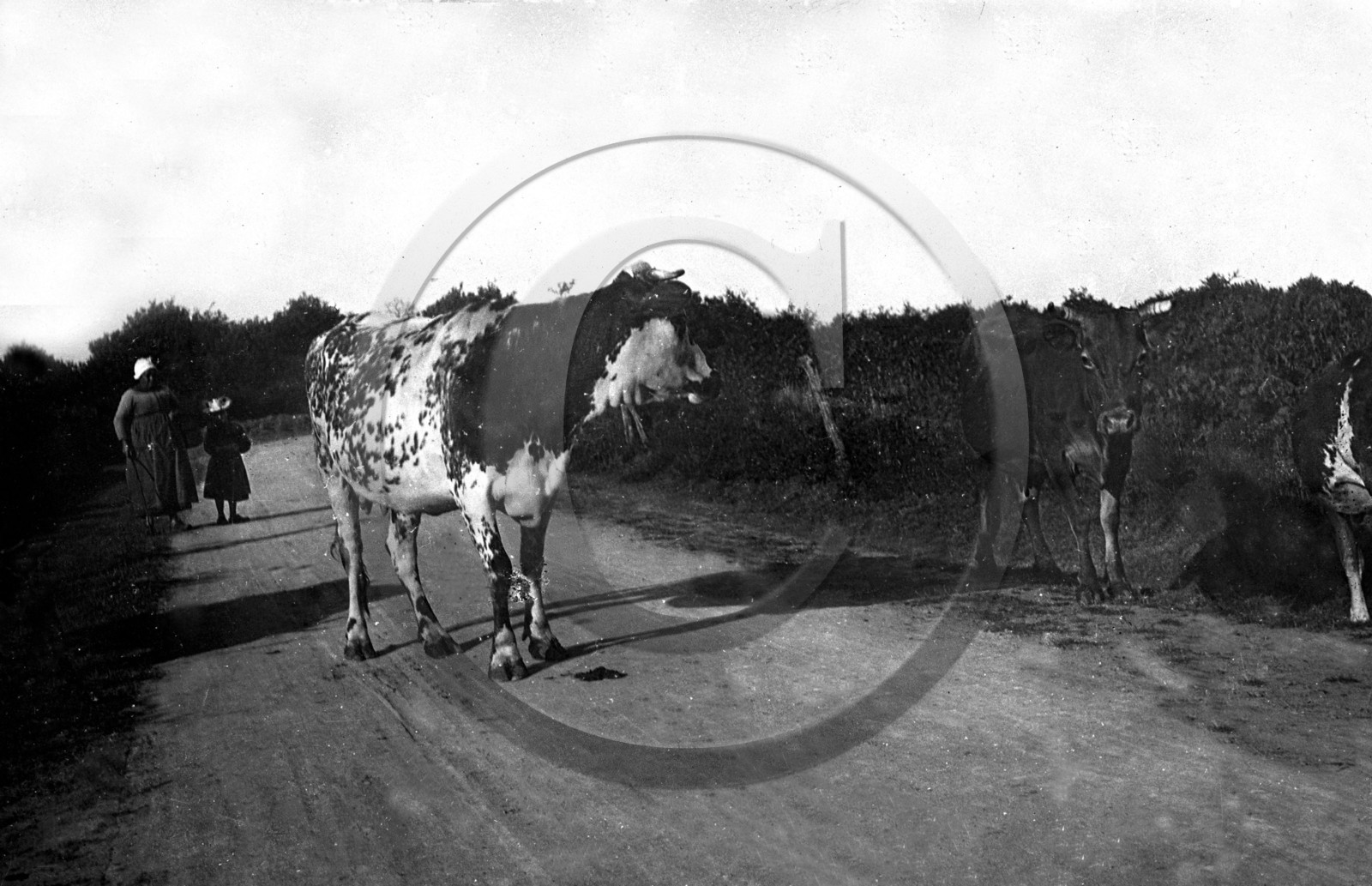 AG 651  vache sur route de campagne .jpg