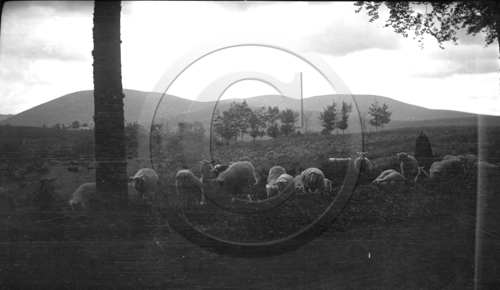 AG 690 troupeau moutons Uzerche-Treignac- Lavezere photo Mirc .jpg