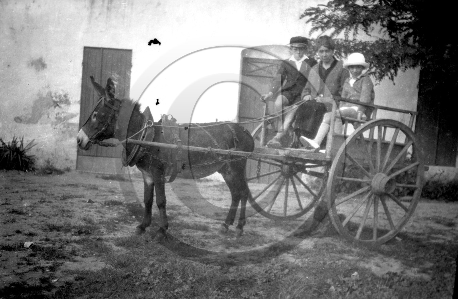 AG 555 ane attele enfants .jpg