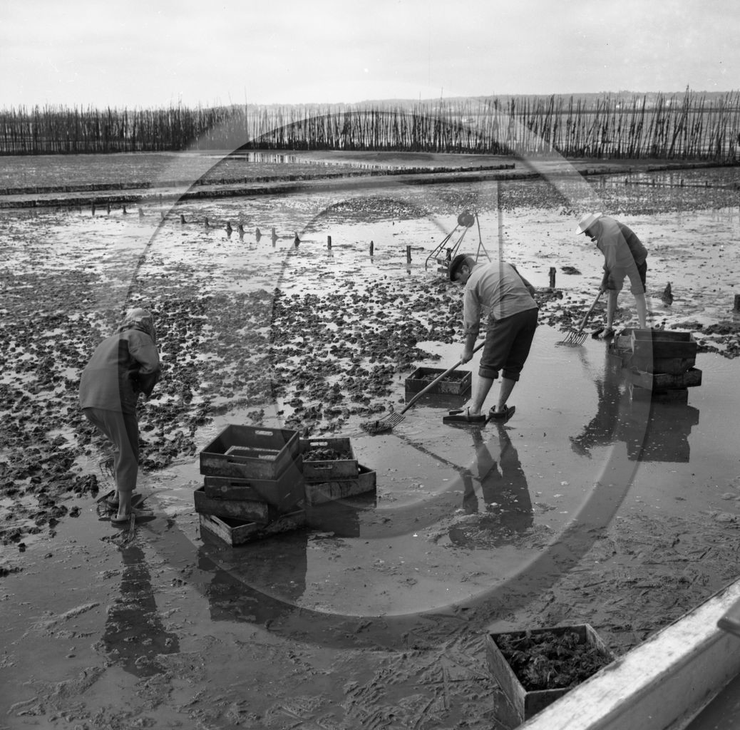 arc 2847 parc huitres .jpg