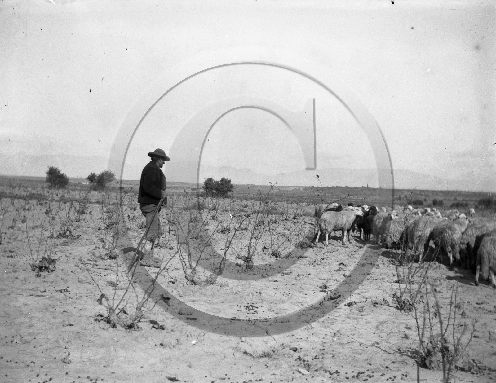 AG 582 berger et ses moutons .jpg