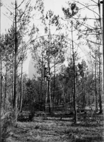 vi  532 palombiere Grignols dpt33 ex sl 211 .jpg