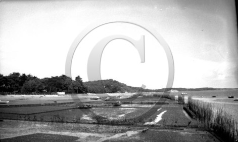 arc 4426 ferret .jpg