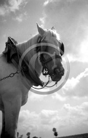 AG 620 portrait de cheval photo Enri Dargence .jpg