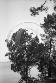 arc 4540  ferret .jpg