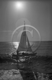 arc 4380 caneton 996 en contre jour .jpg