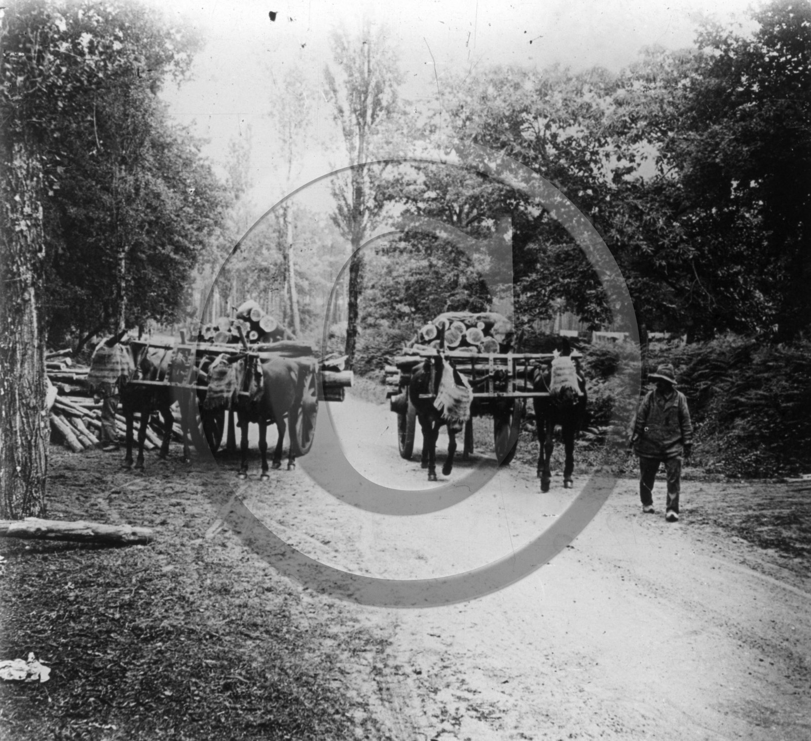 AG 566 attelage de mules Landes  dpt 40.jpg