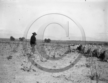 AG 582 berger et ses moutons .jpg