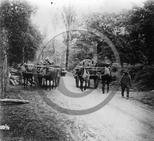 AG 566 attelage de mules Landes  dpt 40.jpg