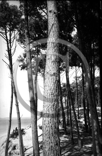 arc 4401 pins abatilles.jpg