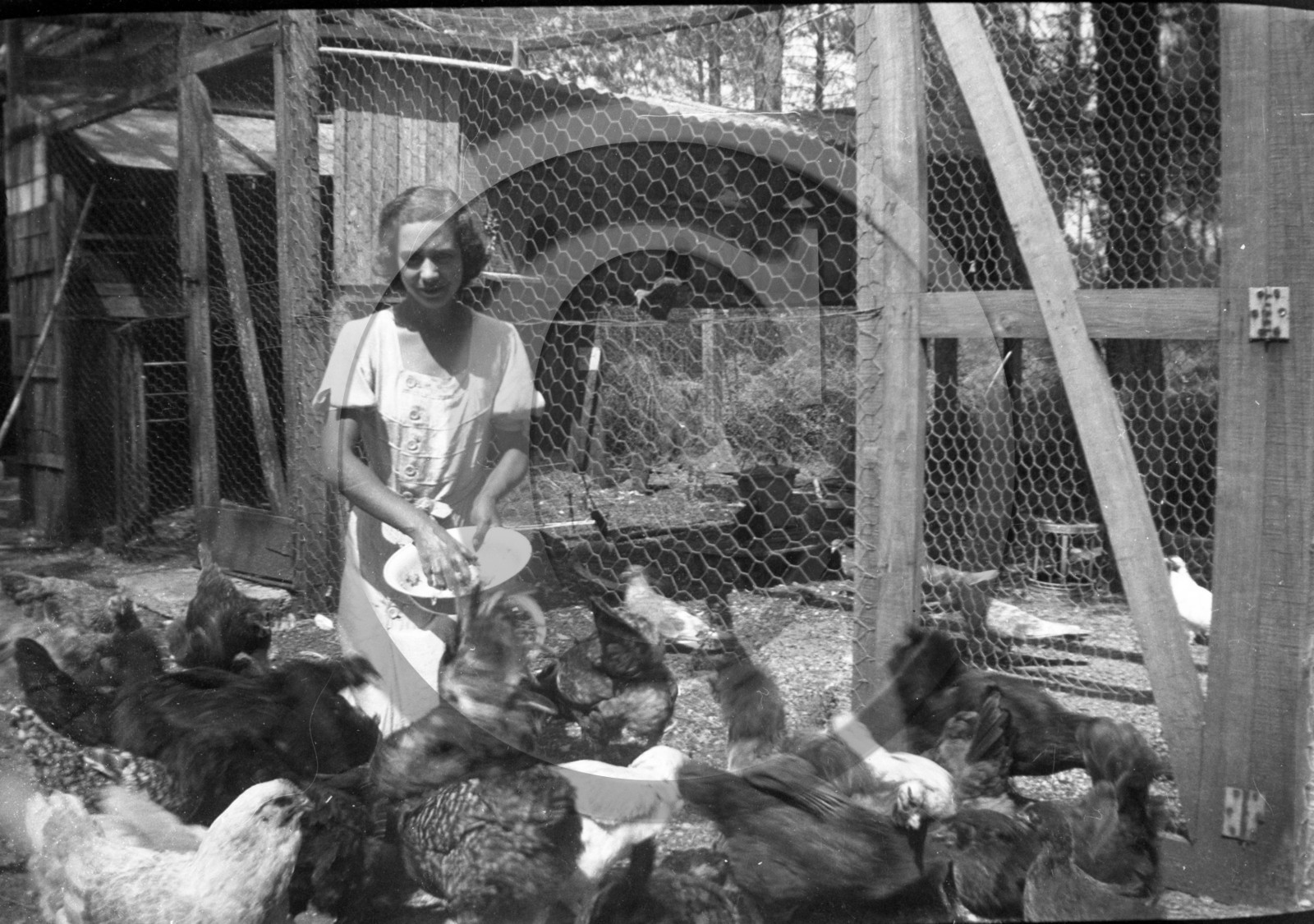 AG 677 poules nourriture  .jpg