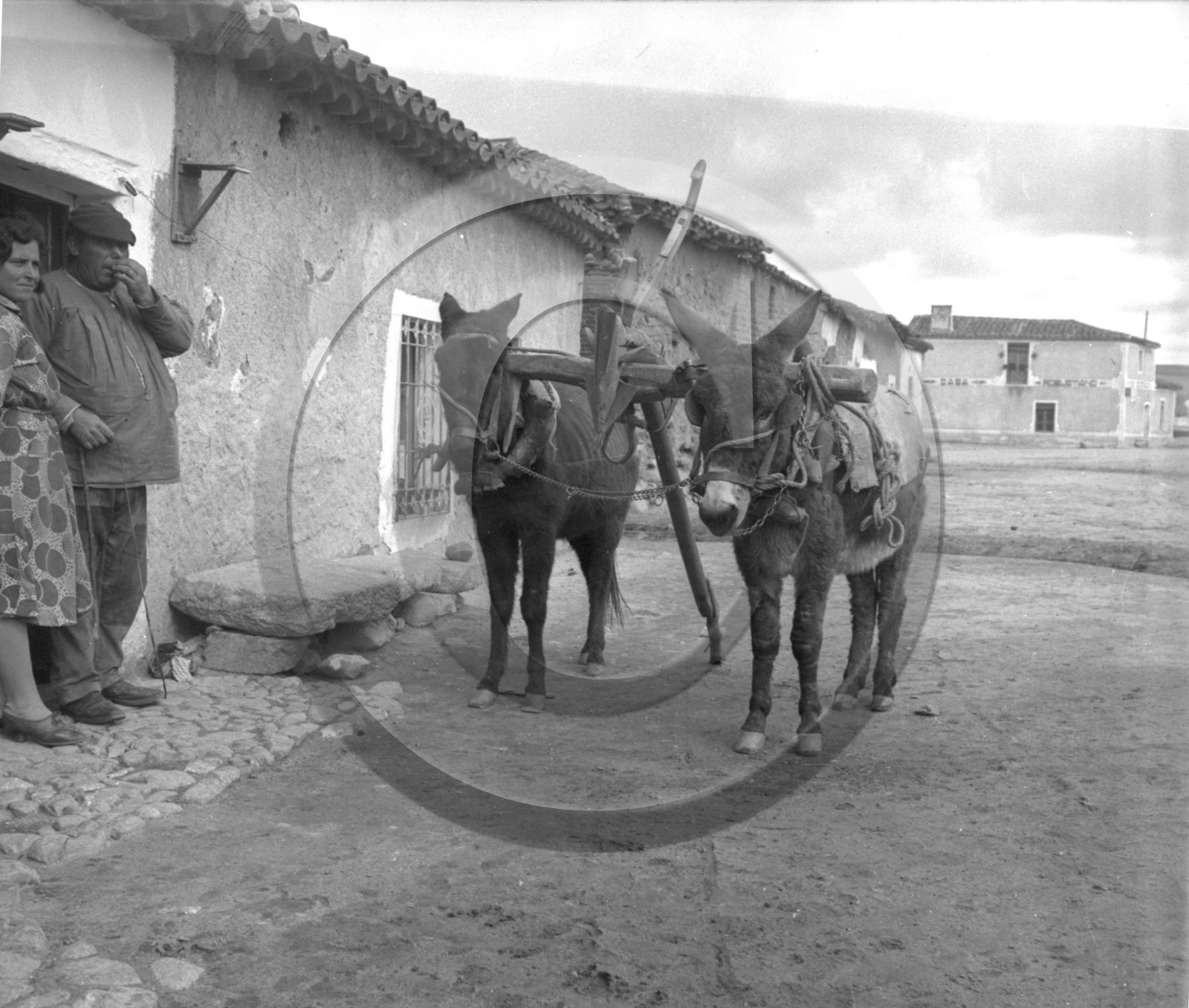 AG 674 mules en espagne au fond casa .......jpg