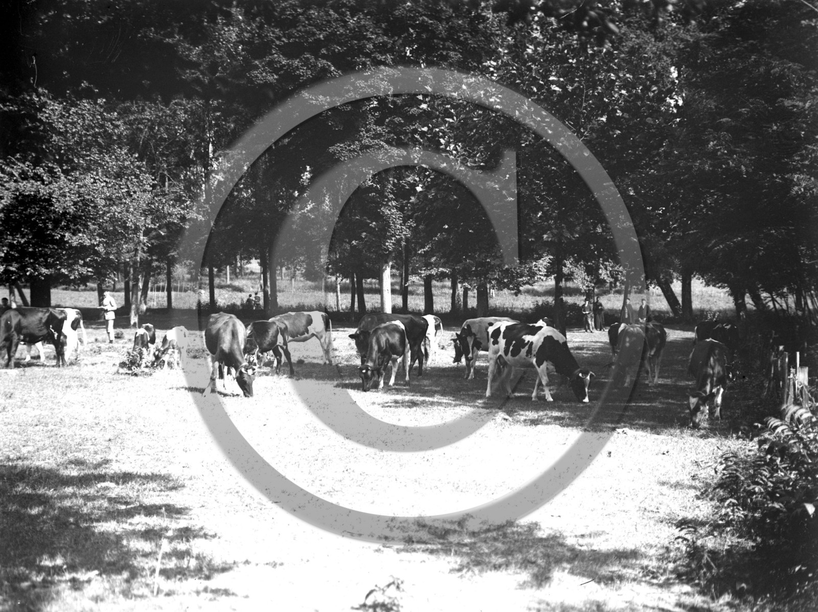 AG 643 troupeau de vaches au pre .jpg