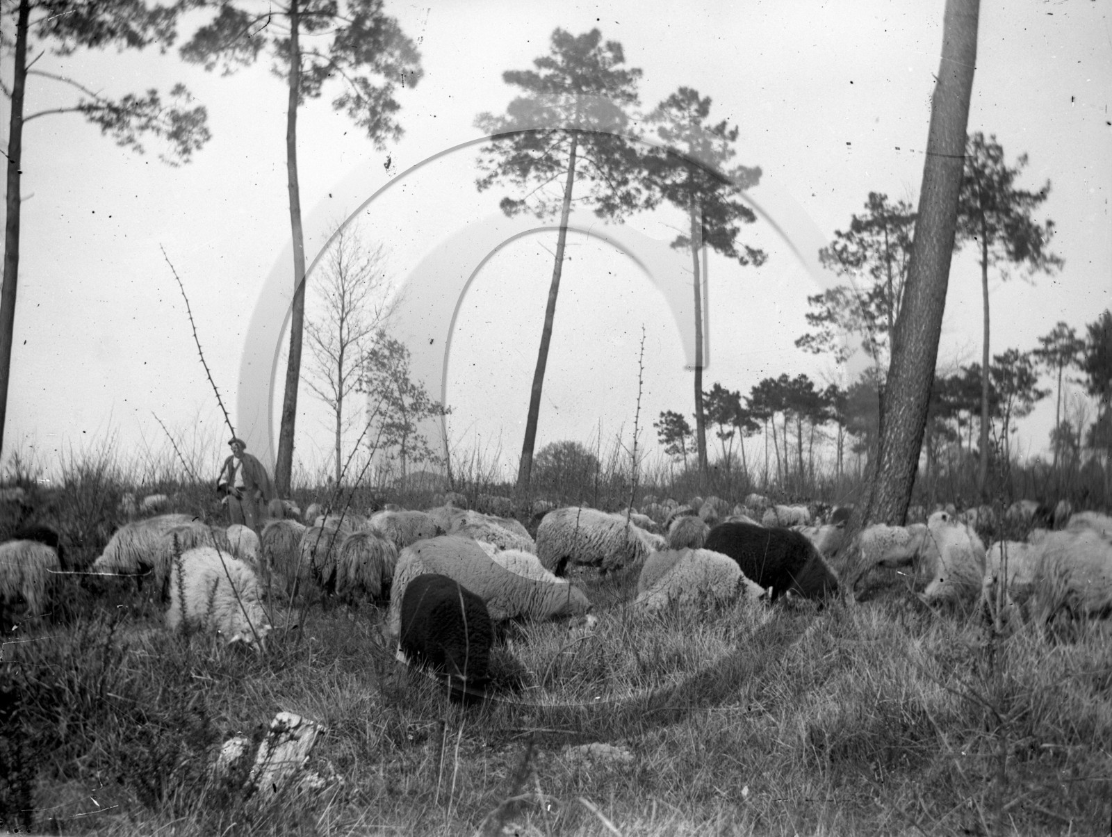 arc 2318 berger et moutons dans les pins .jpg