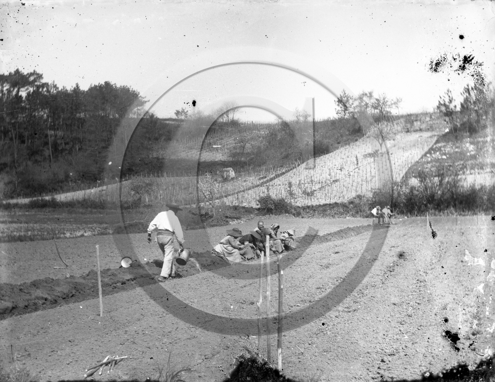 AG 583 vignes fermier arrose son champs .jpg