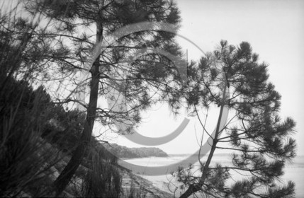 arc 4535 ferret .jpg