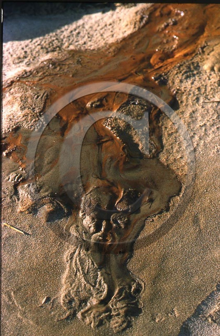 -43 photo abstraite pieds des dunes hiver   1957-58  photo Enri Dargence.jpg