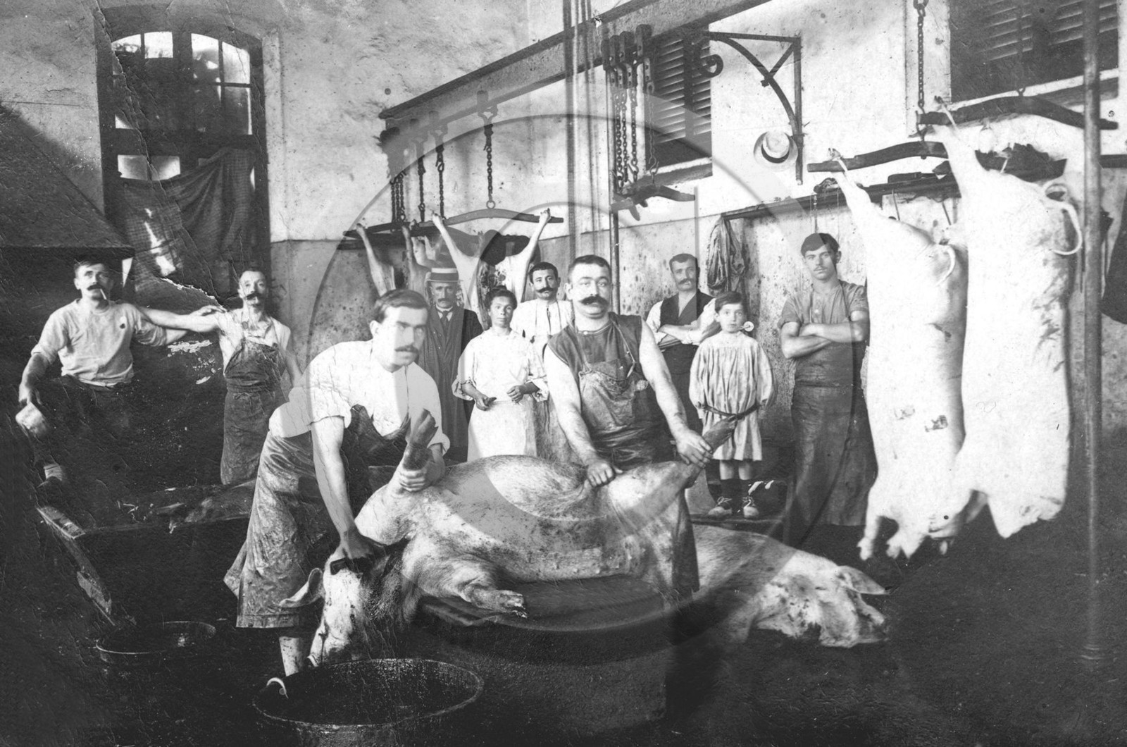 bouchers abattage de cochons.jpg