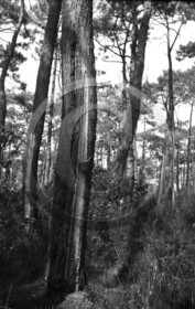 arc 4397 pin pot résine .jpg