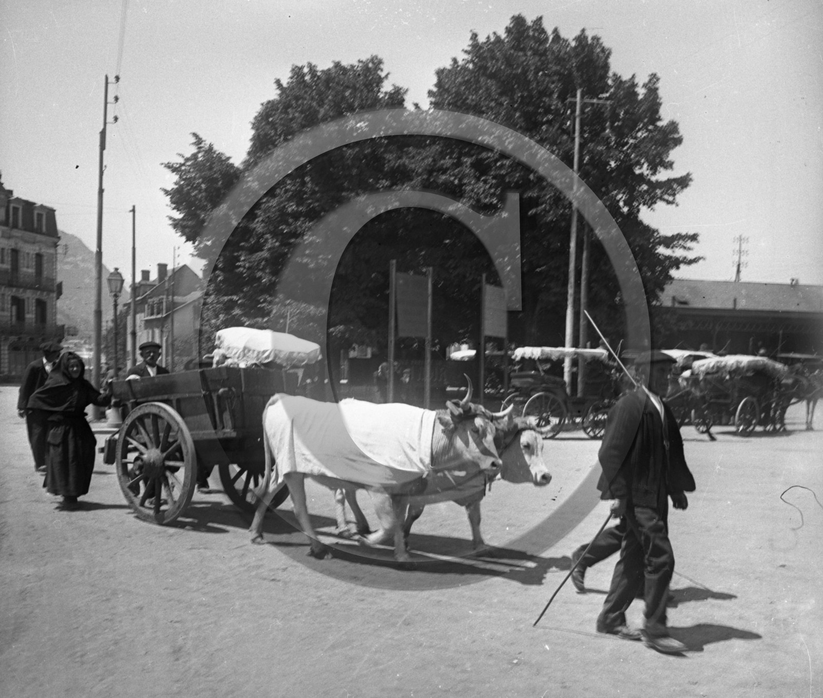 AG 734 attelage boeuf .jpg