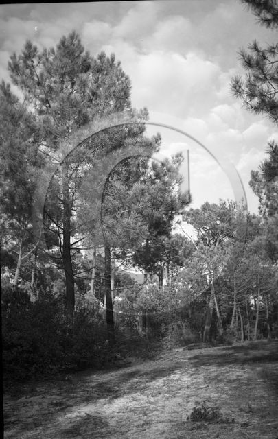 arc 4395 foret pins .jpg