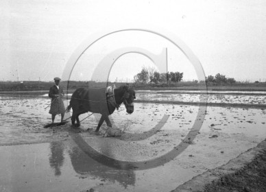 cheval homme- néga dans métier .jpg