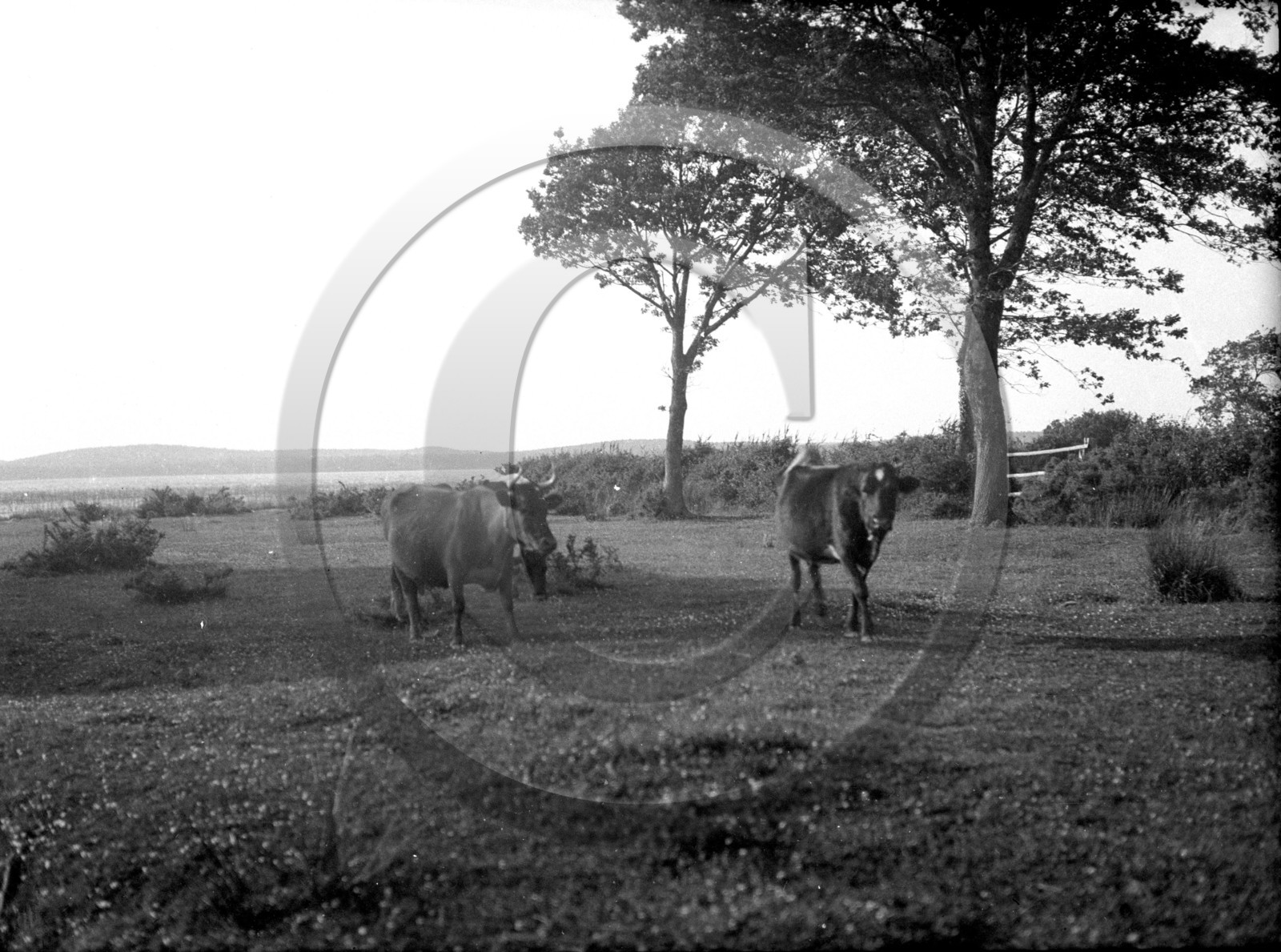 AG 718 vaches au pre .jpg