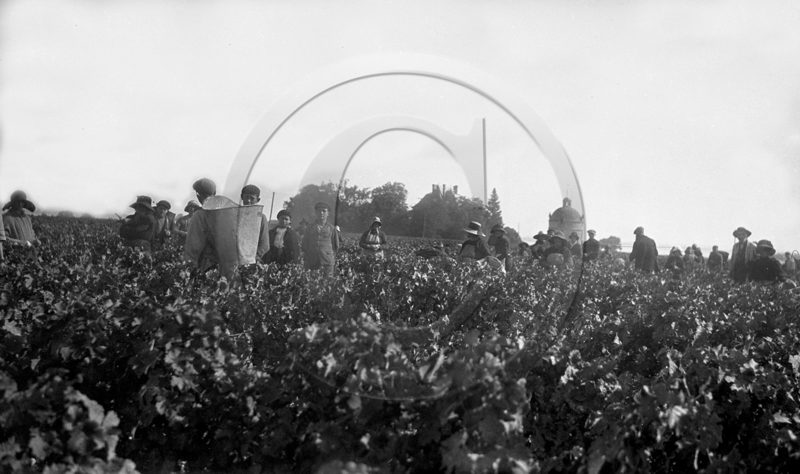 AG 240   .jpg