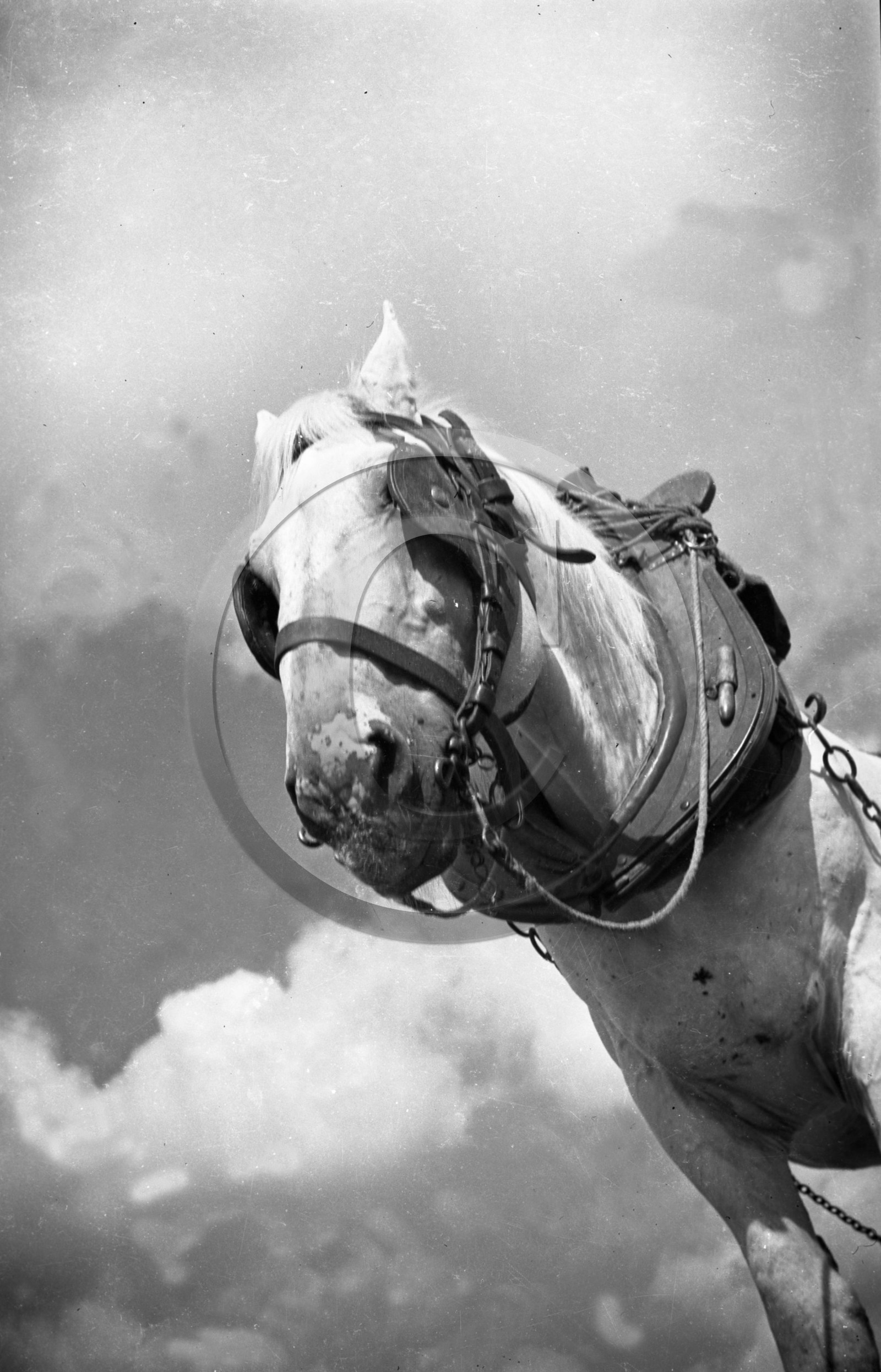 AG 625 portrait de cheval photo Enri Dargence .jpg