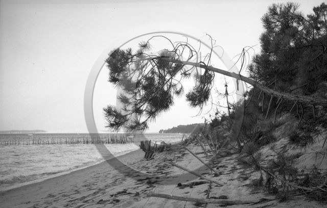 arc 4424 ferret .jpg