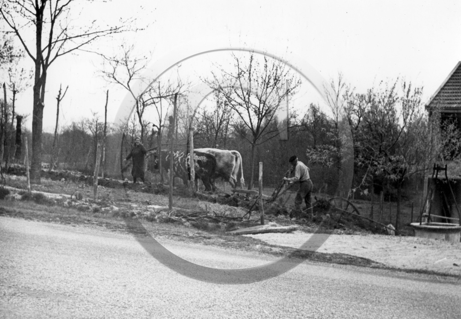 AG 697 labours boeufs d apres photo .jpg
