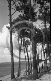 arc 4396 pins Abatilles .jpg