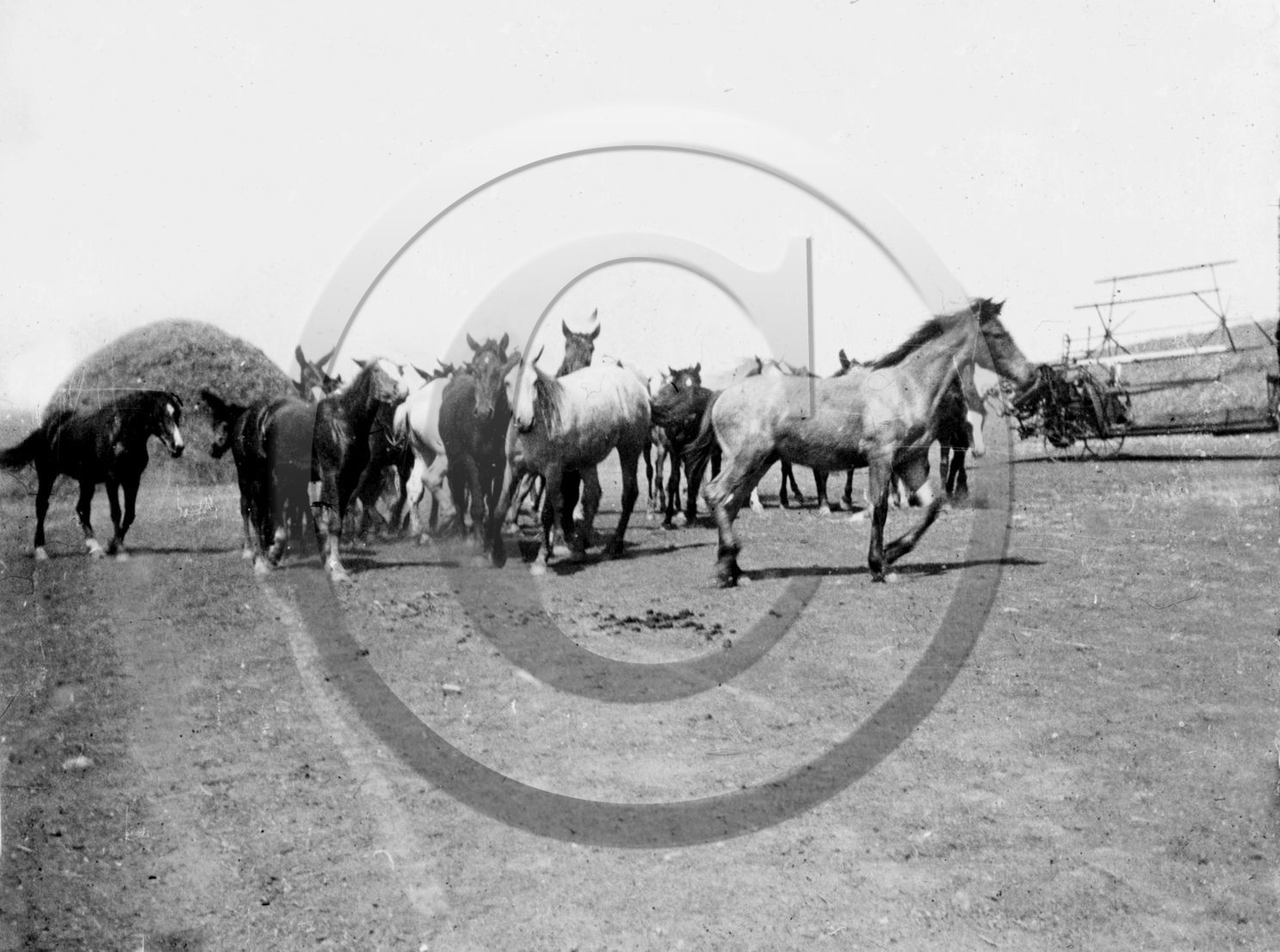 AG 654 chevaux  .jpg