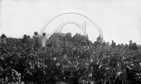 AG 240   .jpg
