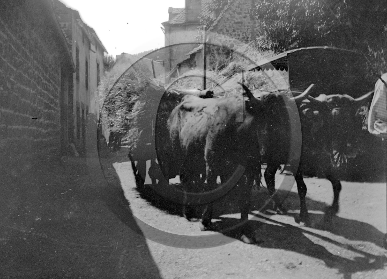 vi  1828  Murol  la Bourboule  attelage de boeufs  .jpg